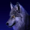 Avatar Wolf62