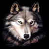 Avatar Loup_brun