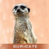 Avatar Suricate